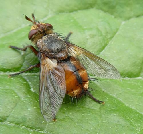 Réf. 308 516 : Tachina magnicornis